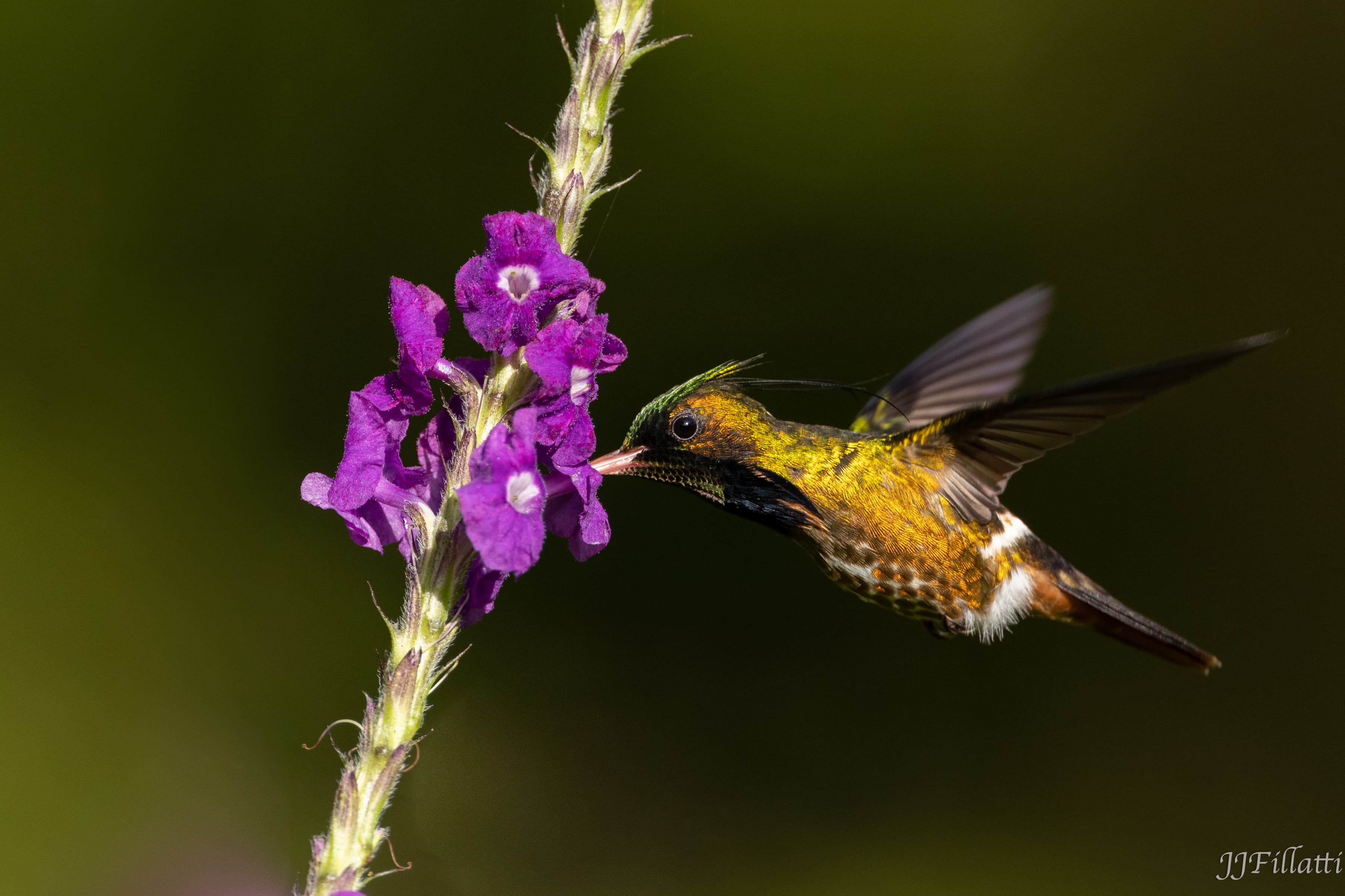 bird of Costa Rica image 5